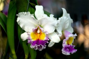 Orquídeas