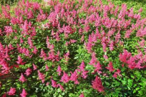 FLOR ASTILBE